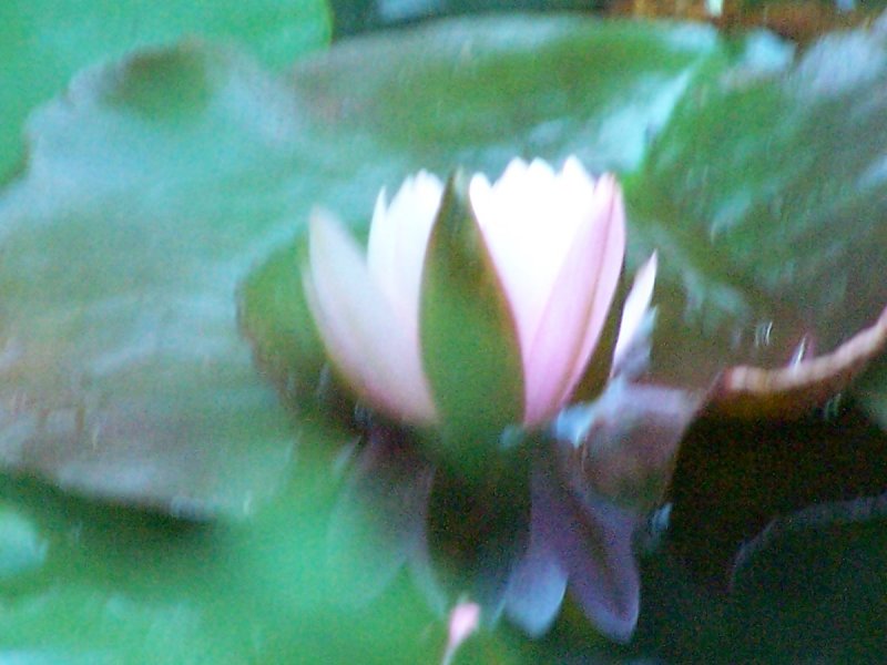 water lily