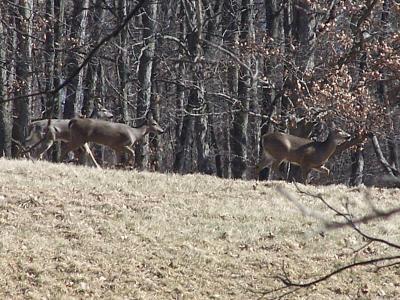 wild deer in  carrollton