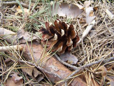 pine cone