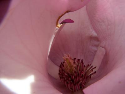 magnolia heart