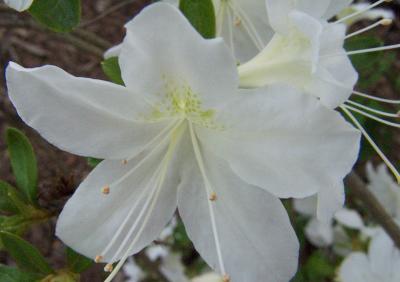 white azalea