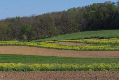 wild mustard