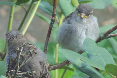 2 baby sparrows