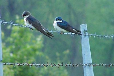 2 field swallows