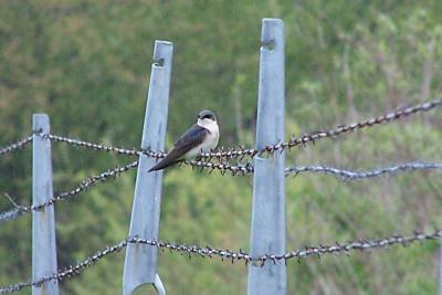 swallow on barbed wire