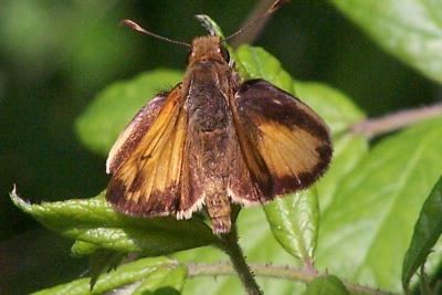 skipper