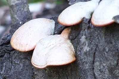 tree growth