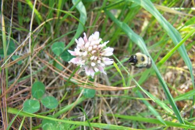 bee and clover