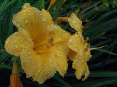 wet day lily