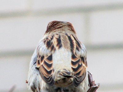 a feathered friend