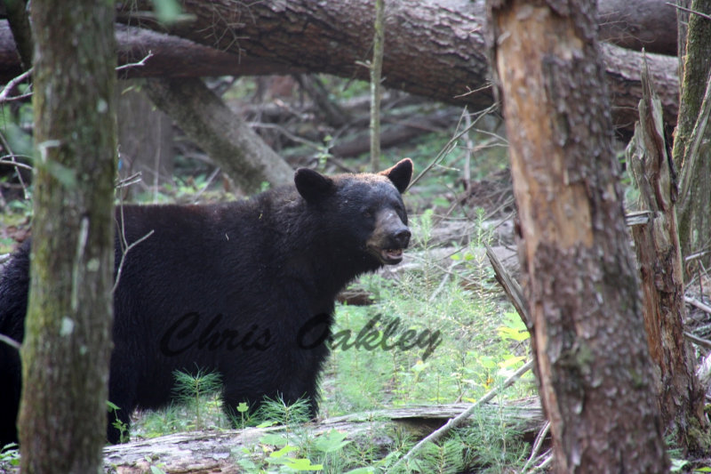 Bear
