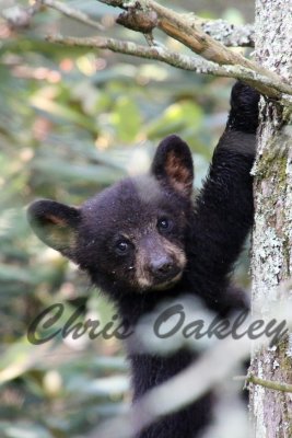 Bear