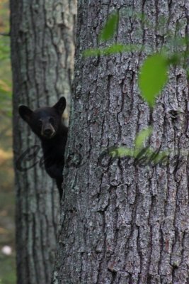 cades_cove_bears