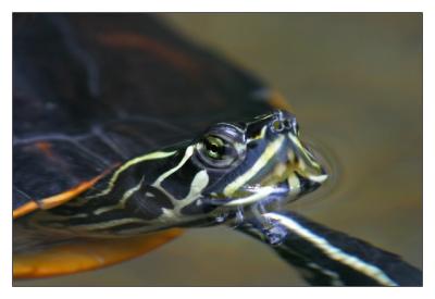 Turtle