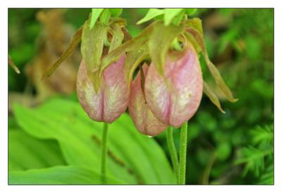 3ladyslippers