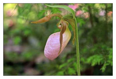 lady slipper