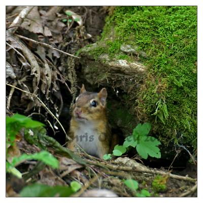 Chipmunk