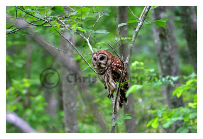 Owl