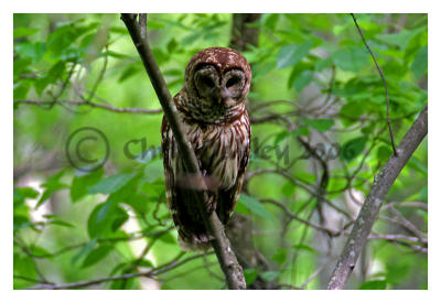 Owl