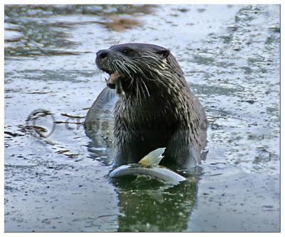 Otter