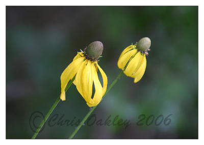 yellow cone flower