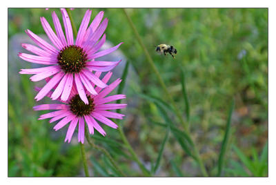 cone flower