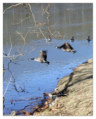 geese