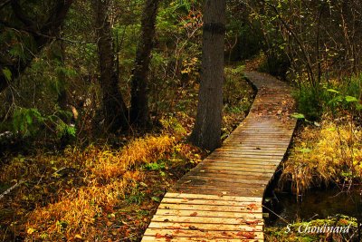 Petit sentier - Little road