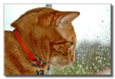 Kiko on a rainy day