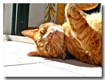 Kiko laying in the sun...