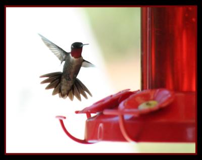 hummingbird_IMG_7056.jpg