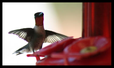 hummingbird_IMG_7084.jpg