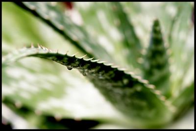 bokeh II