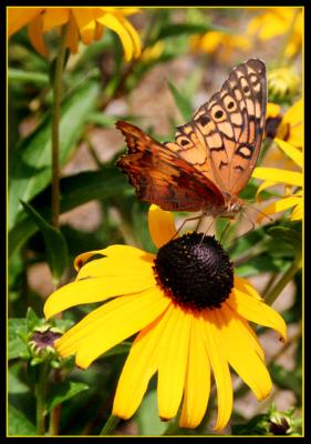 black-eyed susan and butterfly