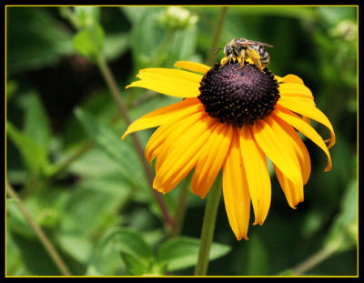 black-eyed susan and bee