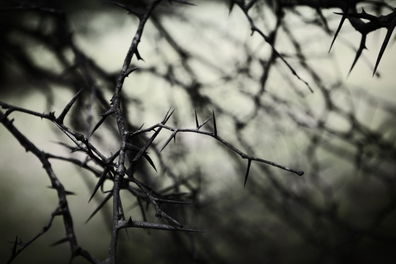 branches of thorns