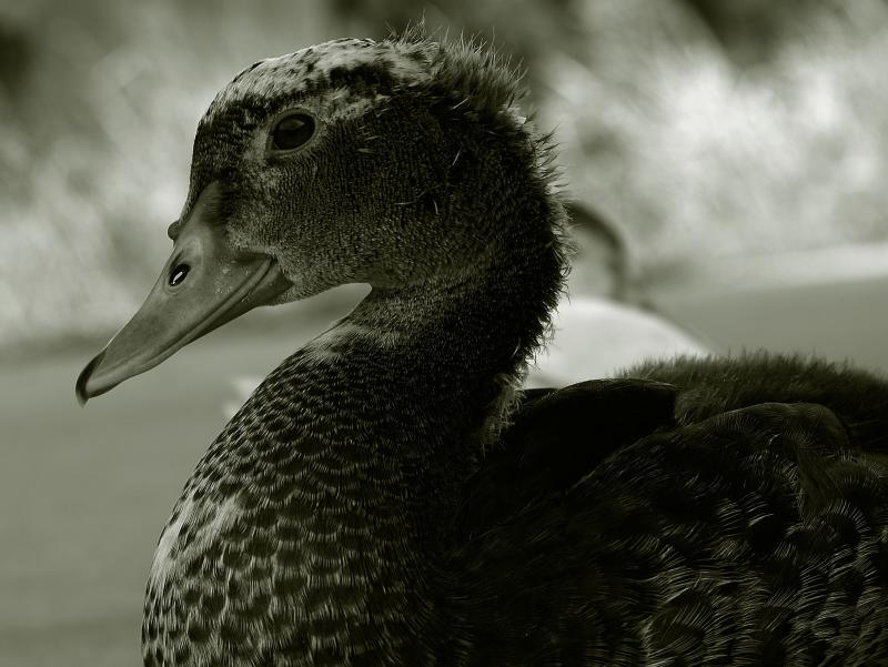 tritoned duck