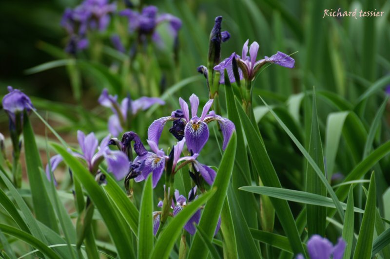 Fleurs pict0025.JPG