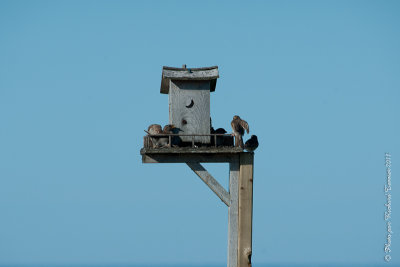 20110731 Vacance 2011 - Sainte Flavie pict0175.jpg