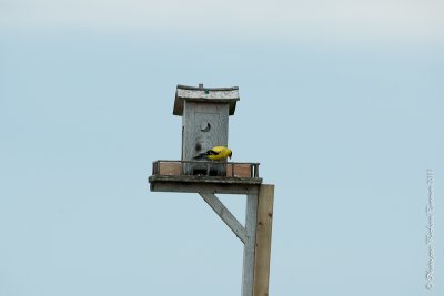 20110801 Vacance 2011 - Sainte Flavie pict0192.jpg