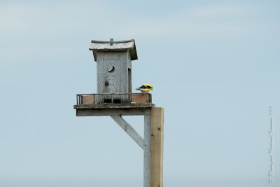 20110801 Vacance 2011 - Sainte Flavie pict0194.jpg