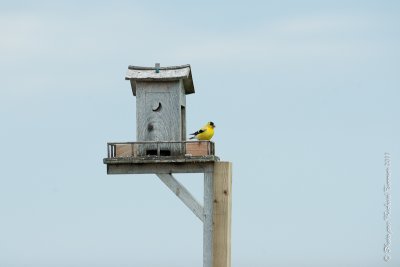 20110801 Vacance 2011 - Sainte Flavie pict0195.jpg