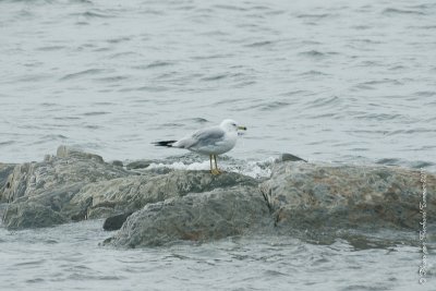 20110801 Vacance 2011 - Sainte Flavie pict0204.jpg