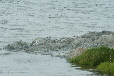 20110801 Vacance 2011 - Sainte Flavie pict0205.jpg