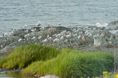 20110801 Vacance 2011 - Sainte Flavie pict0209.jpg