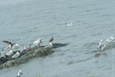 20110802 Vacance 2011 - Sainte Flavie pict0224.jpg