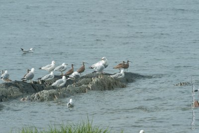 20110802 Vacance 2011 - Sainte Flavie pict0227.jpg