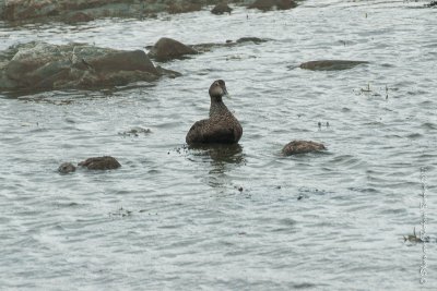 20110803 Vacance 2011 - Sainte Flavie pict0250.jpg