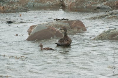 20110803 Vacance 2011 - Sainte Flavie pict0254.jpg