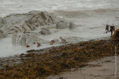 20110803 Vacance 2011 - Sainte Flavie pict0272.jpg